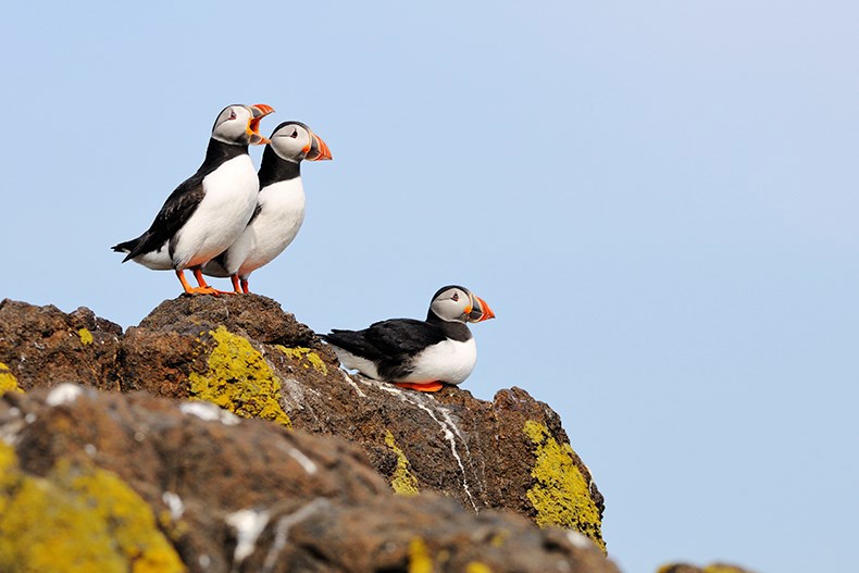 SSE Renewables Puffins On The Isle Of May