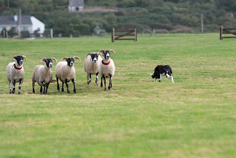 SSER National Sheep Dog Trials 2024